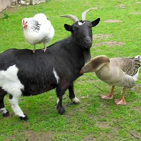 Les Roulottes Des Songes De L'authie * Boufflers